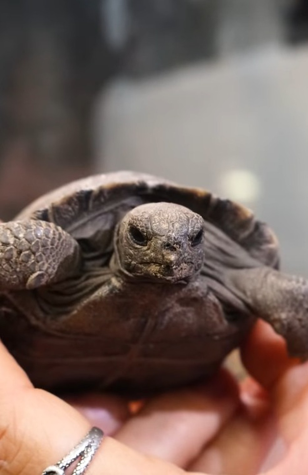 Tartaruga das Galápagos se torna mãe pela primeira vez aos 100 anos em zoológico da Filadélfia