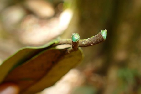 Pesquisadores identificam plantas brasileiras com potencial para agromineração de metais