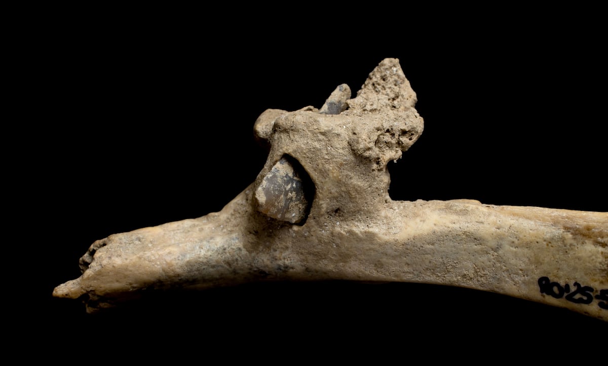Flecha de 4.000 anos é encontrada em costela humana nos Pirineus