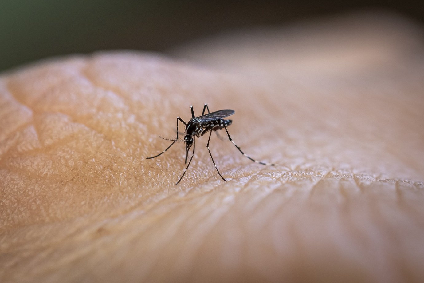 Jovens se tornam iscas de mosquitos para combater cegueira causada por doença