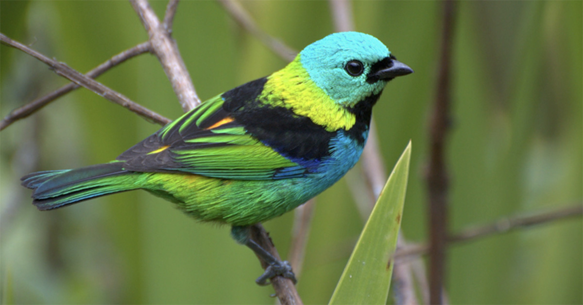 Aves megacoloridas desaparecem das cidades e preocupam especialistas em biodiversidade
