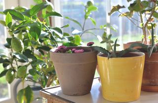 Cultivar limoeiros em casa: dicas valiosas de especialistas para o sucesso