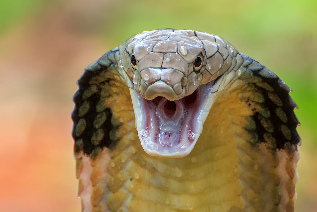 Uma cobra real em posição de ataque (Foto: Dikky Oesin/Getty Images/iStockphoto)