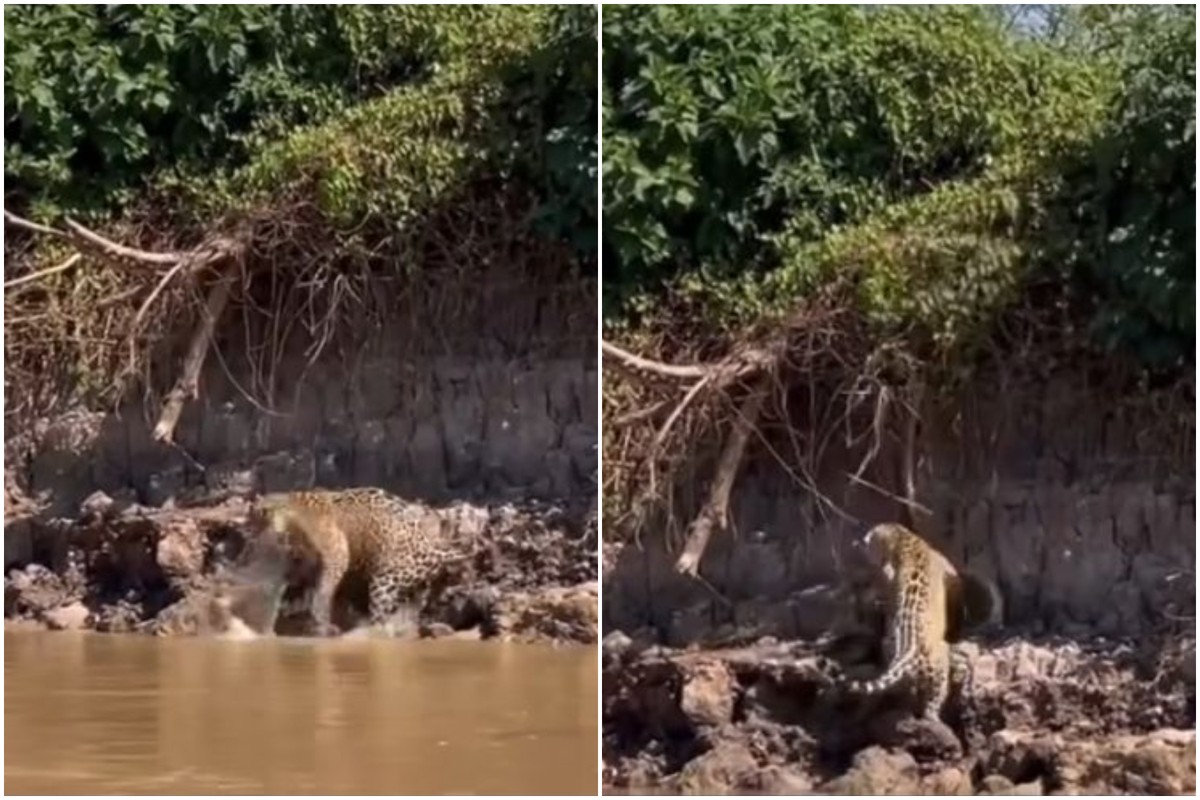 Sucuri cai de árvore e é atacada por onça-pintada em vídeo impressionante no Pantanal