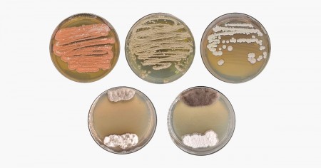 Microrganismos da Amazônia mostram promessas para agricultura e medicina