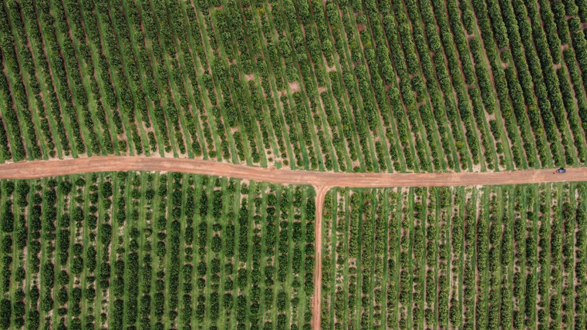 Entidade do agro critica tarifa de Trump e aponta economia brasileira em crise