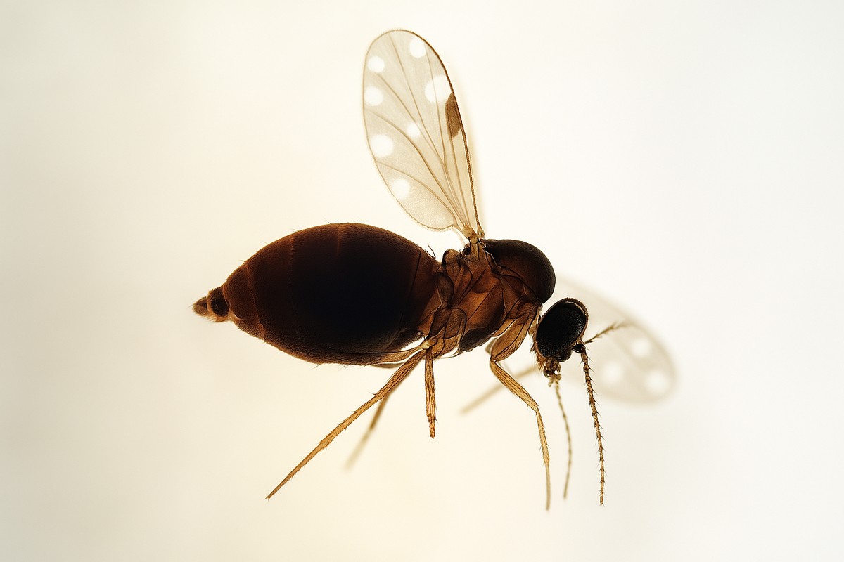 O mosquito-pólvora (Culicoides paraensis), transmissor da febre oropouche, é tecnicamente uma mosca (Foto: IOC-Fiocruz/Divulgação)