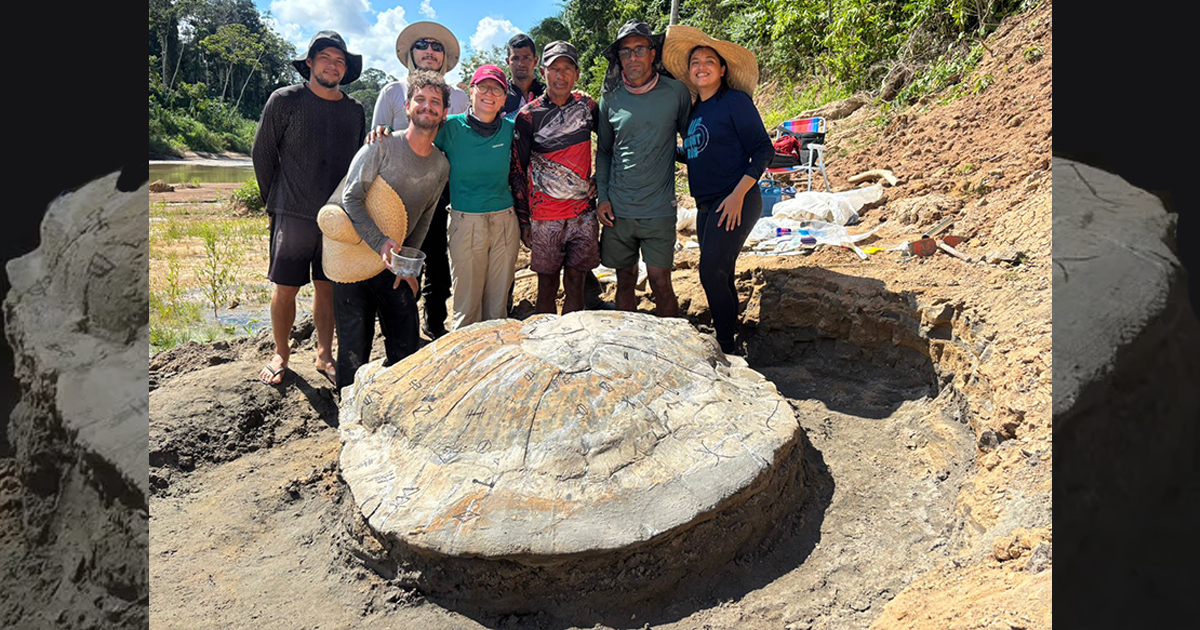 Pesquisadores descobrem fóssil de tartaruga gigante da Amazônia no Acre e SP