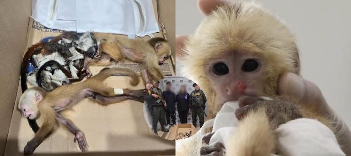 Tráfico ilegal de vida selvagem em Antioquia: dois filhotes de macaco morreram (Foto: Reprodução)