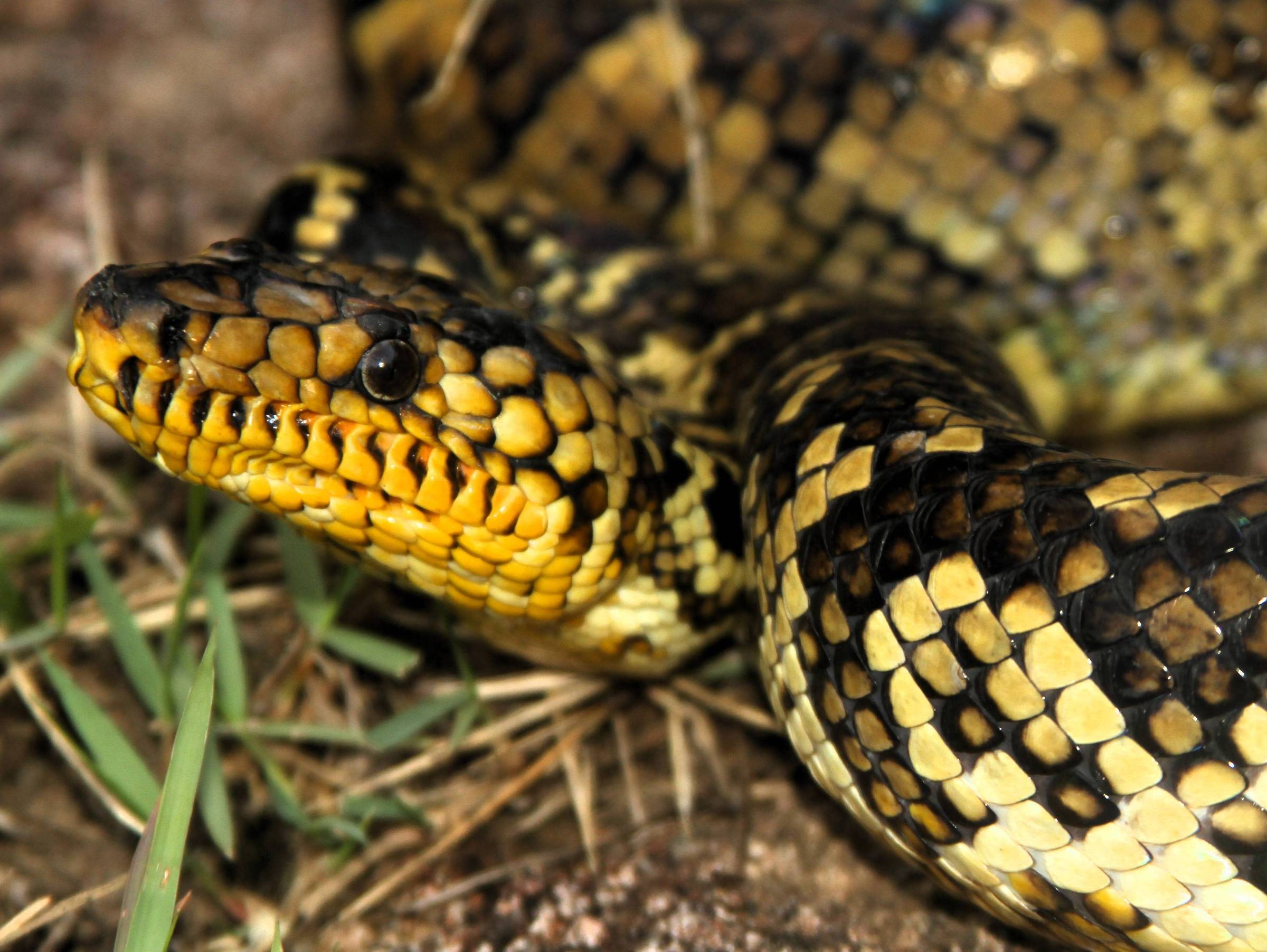 Ribeiro, macho da espécie jiboia-do-ribeira; serpente não peçonhenta de ventre amarelo, que pode atingir 1,80 metros de comprimento, é uma das mais raras do mundo (Foto: Divulgação/Projeto Jiboia-do-Ribeira)