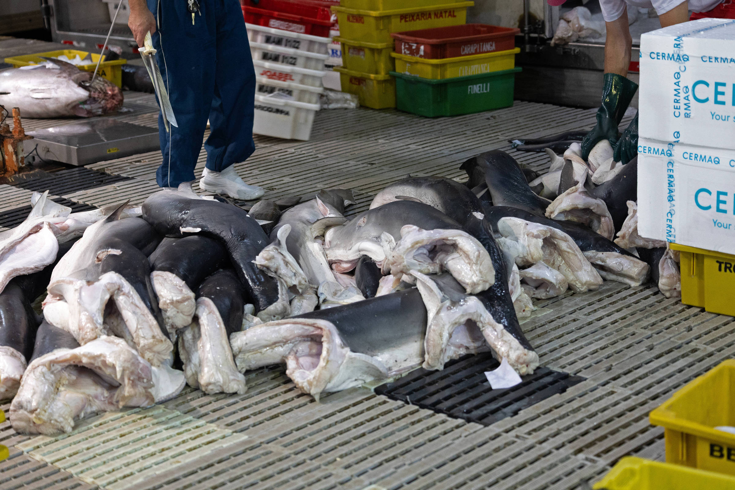 Tubarões-azul no Ceagesp, na capital paulista, o maior centro entreposto de pescados do país (Foto: Lucas Amorelli / Divulgação/Sea Shepherd Brasil)