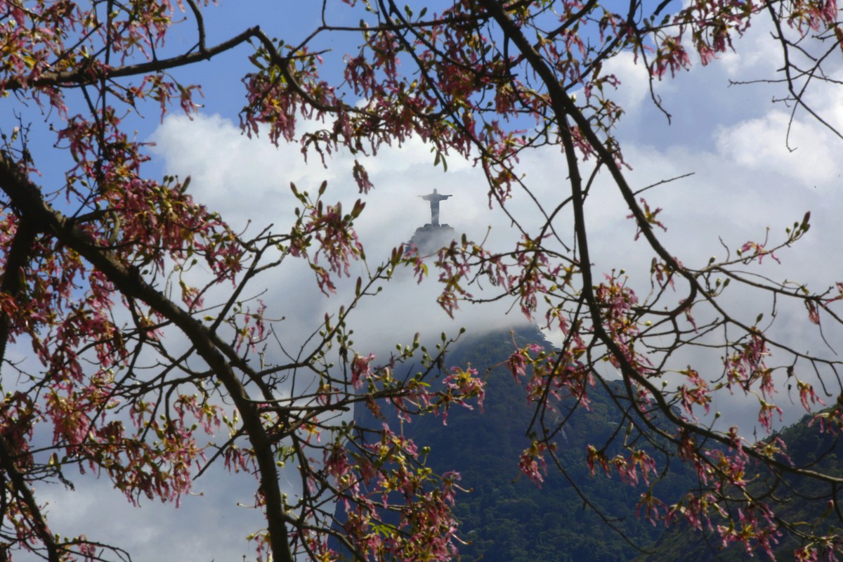 Paineira no Aterro do Flamengo com o Cristo Redentor ao fundo (Foto: Custódio Coimbra)