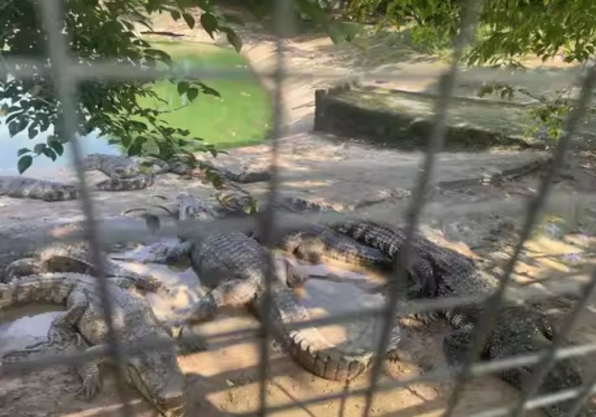 Corte judicial na China leiloa 500 crocodilos após falência de empresa especializada