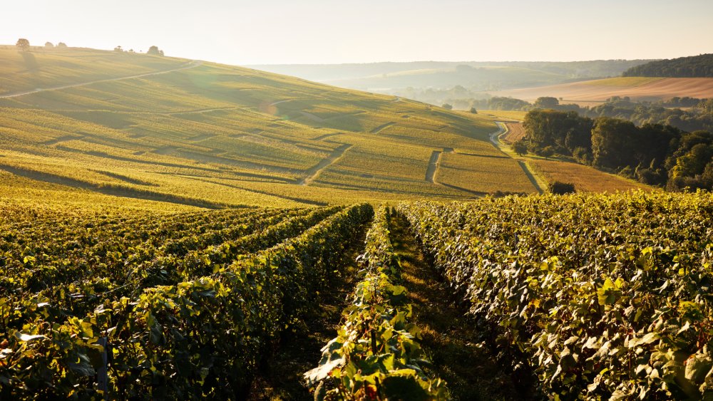 Descubra três experiências inesquecíveis de enoturismo na Champagne neste verão