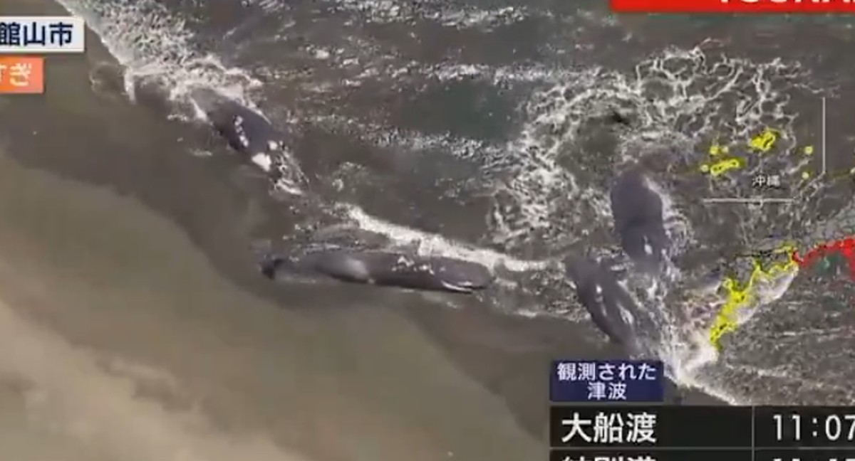Baleias encalham em praias do Japão após alerta de tsunami na região