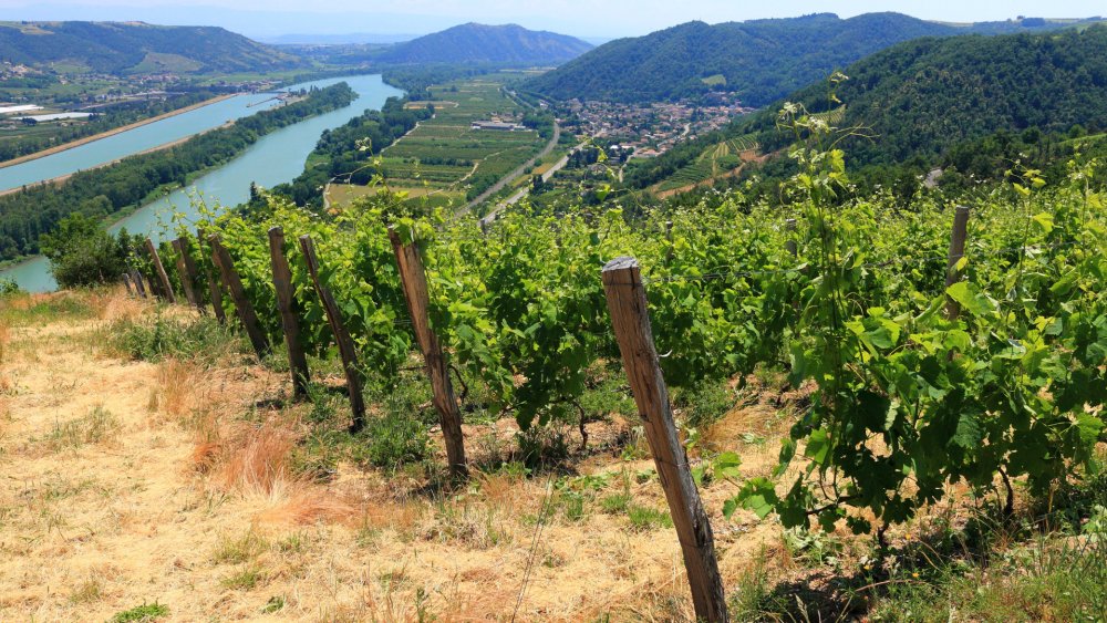 Vinhos da Vallée du Rhône: 30 opções abaixo de 15€ que encantaram degustadores