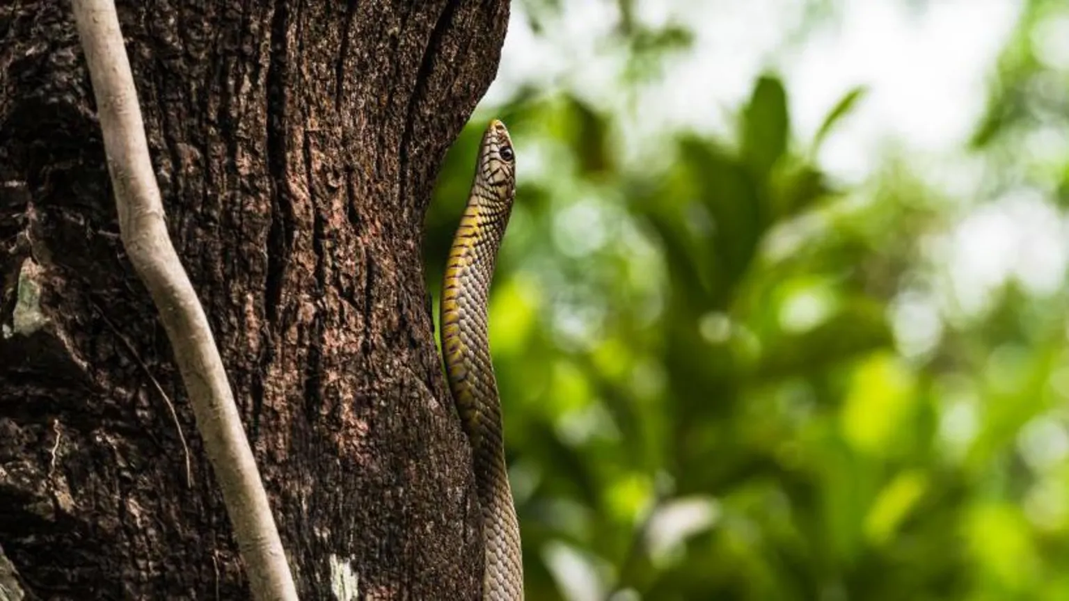 Não se sabe que tipo de cobra foi encontrada na refeição (foto de arquivo). (Foto: Getty Images)