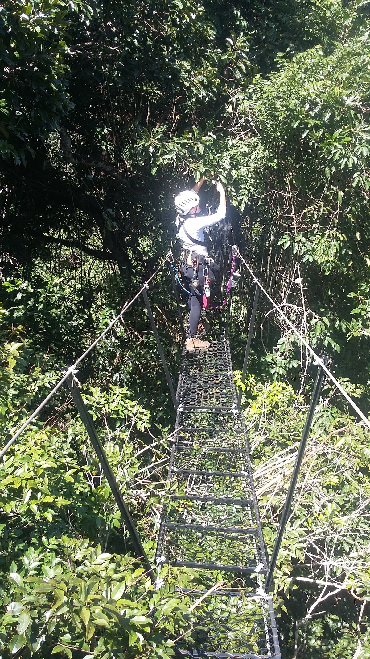 Da copa das árvores, a bióloga Deliane Pena descobriu como a Amazônia resiste a extremos climáticos (Foto: Arquivo pessoal)