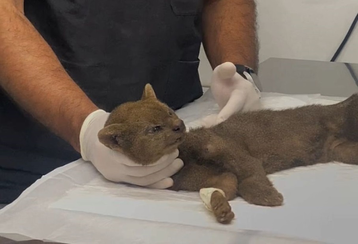 Animalzinho está sob tratamento em unidade da Estácio. (Foto: Divulgação)