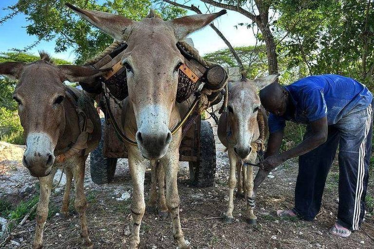 Seis milhões de burros são mortos na China para produção de suplemento alimentar