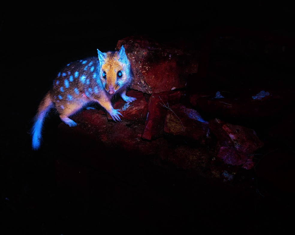 Marsupial raro é avistado pela primeira vez em floresta da Tasmânia