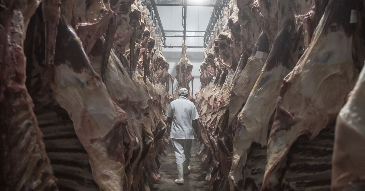 Marfrig registra crescimento no resultado impulsionado pela América do Sul