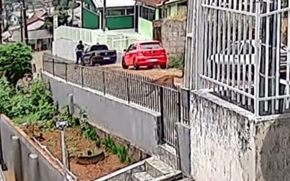 Morador se depara com onça-parda em rua de Caçador (SC) (Foto: Reprodução)