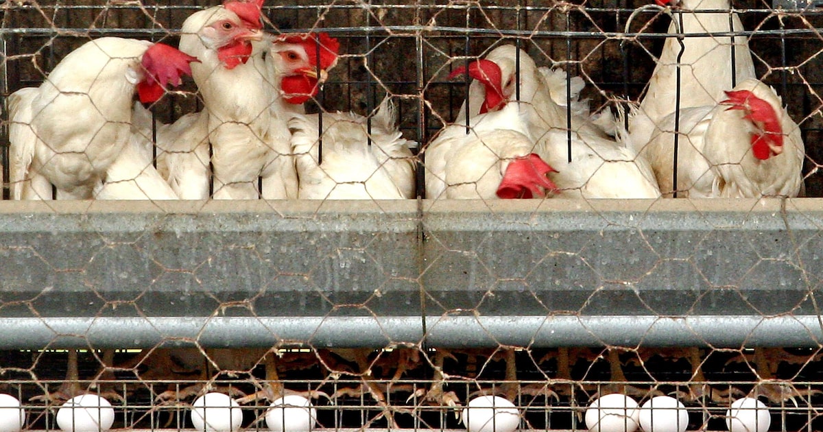 Suspeita de gripe aviária leva a investigação em granja comercial no Tocantins