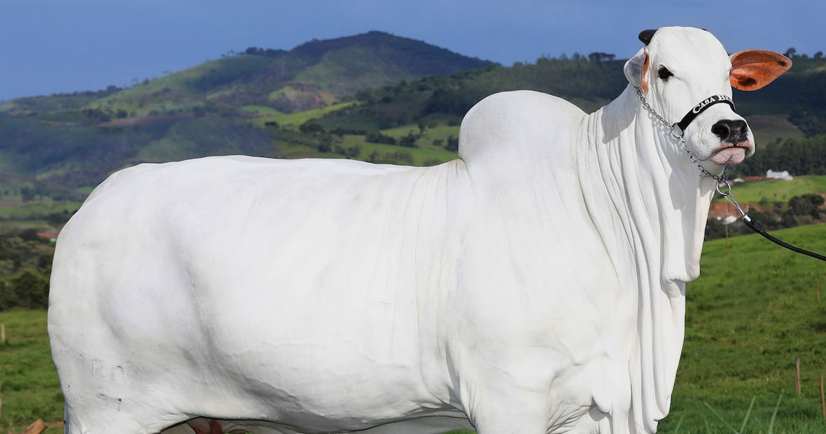 Supervacas brasileiras lideram mercado global e moldam futuro da carne