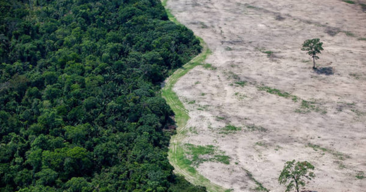 Ambientalistas criticam PL do licenciamento como 'pior retrocesso' para o meio ambiente