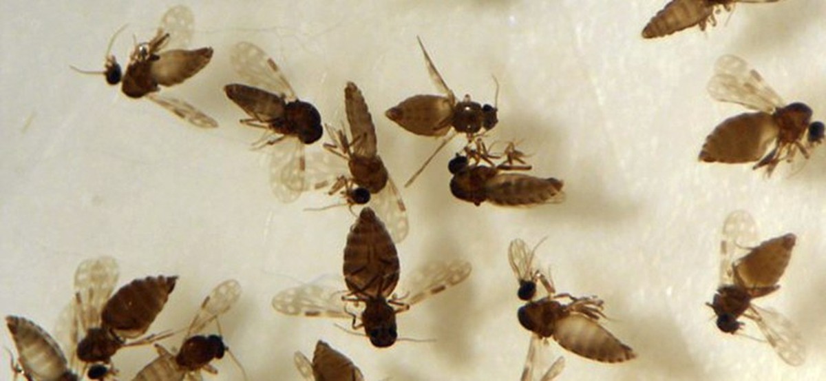 Mosquito pólvora espalha febre oropouche e casos aumentam 55% em 2025