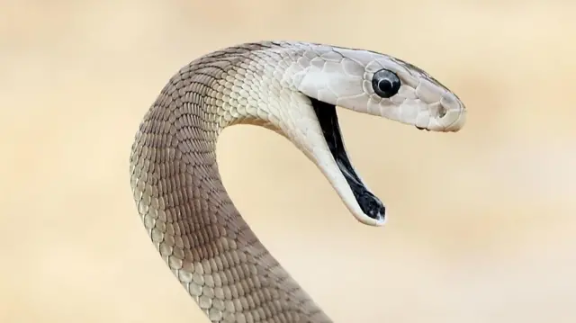 A mamba-negra é certamente a cobra mais mortal do mundo (Foto: Getty Images)
