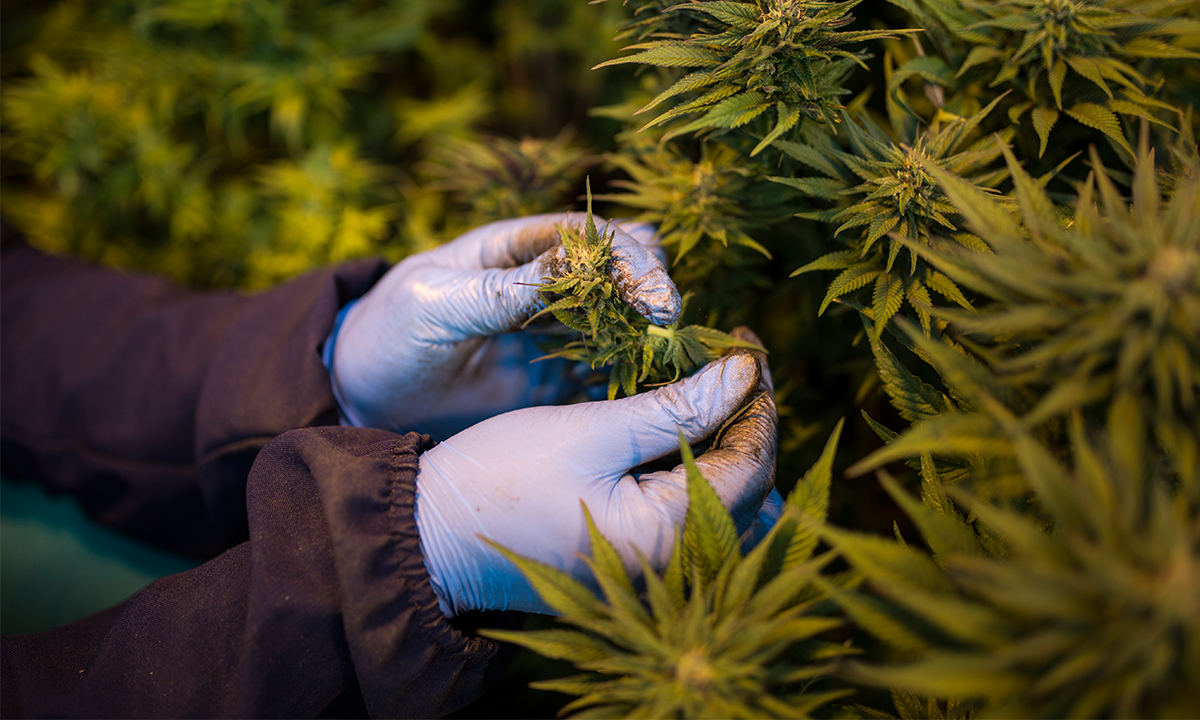STJ considera plantação de 56 pés de maconha como consumo pessoal