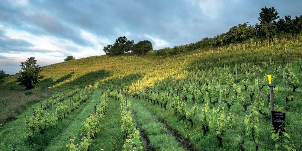 Chenin ganha destaque na França após sucesso na África do Sul