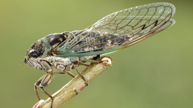 Cigarras se tornam alto-falantes eletrônicos em experimento inovador no Japão