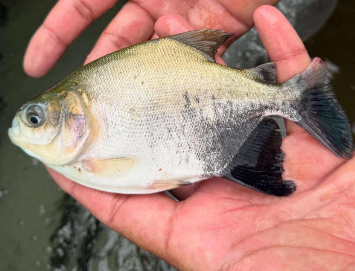 Balneários de Bonito (MS) são interditados após ataques de tambaquis a banhistas