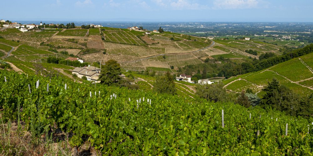 Descubra 20 vinhos do Beaujolais por menos de 15 euros em degustação especial