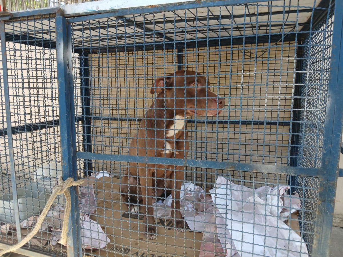 Pitbull abandonado invade escola no Rio e deixa seis alunos feridos