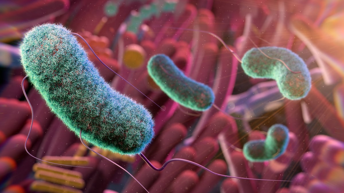 Cientistas descobrem ‘sexto sentido’ no intestino que controla o apetite