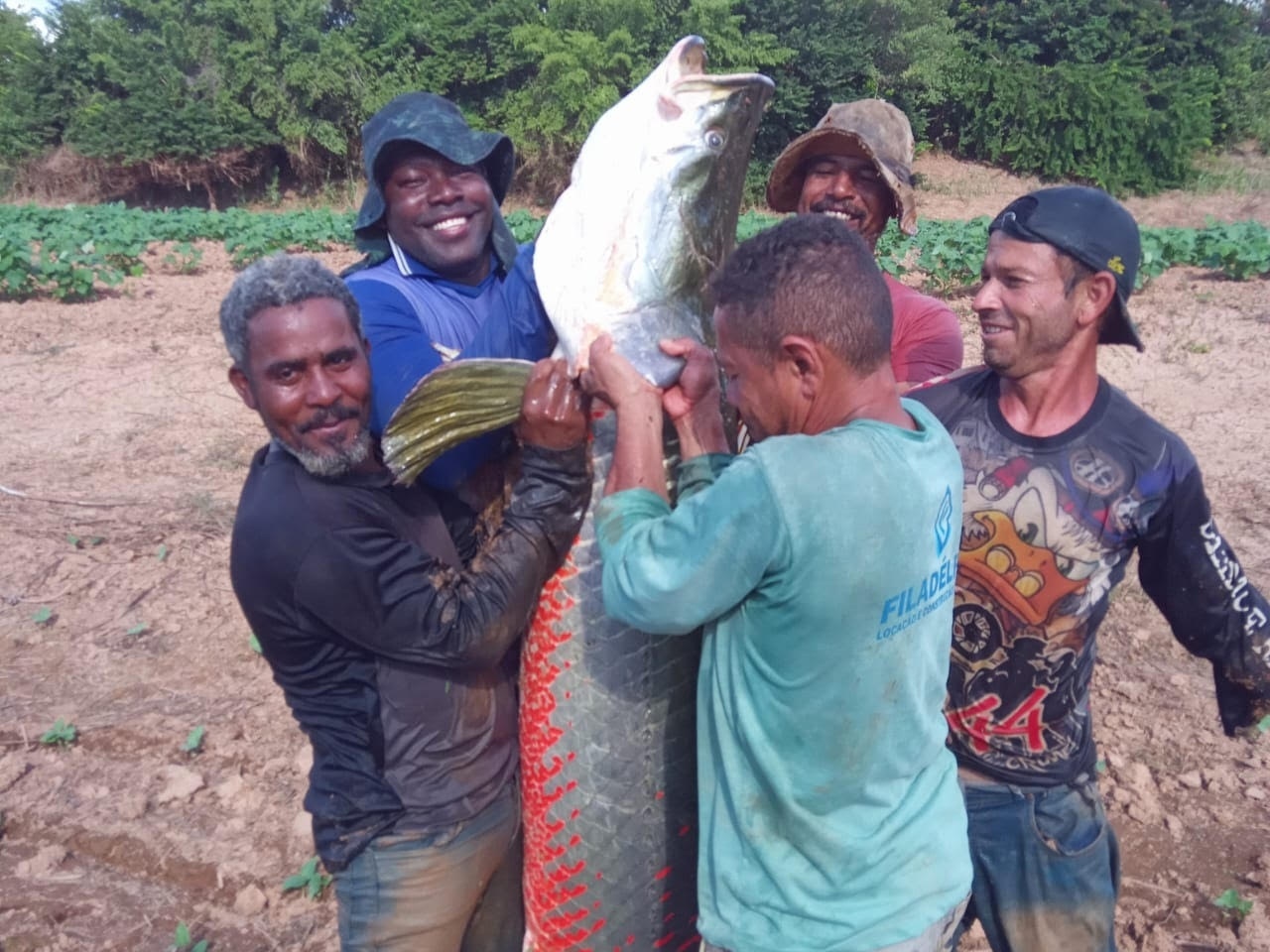 Um pirarucu de quase 80 quilos foi pescado no interior da Bahia por cinco amigos em abril. (Foto: Arquivo/Celso Carlos Batista)