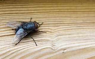 Espante as moscas de casa com dois temperos simples e eficazes