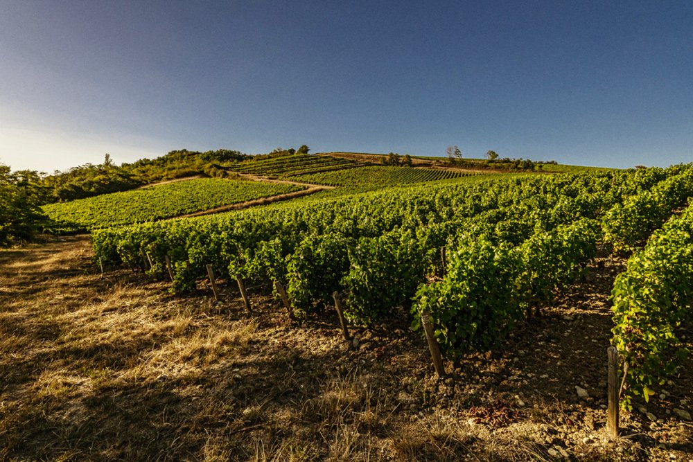 Terroirs de Pouilly Fumé revelam a riqueza entre calcários e silex