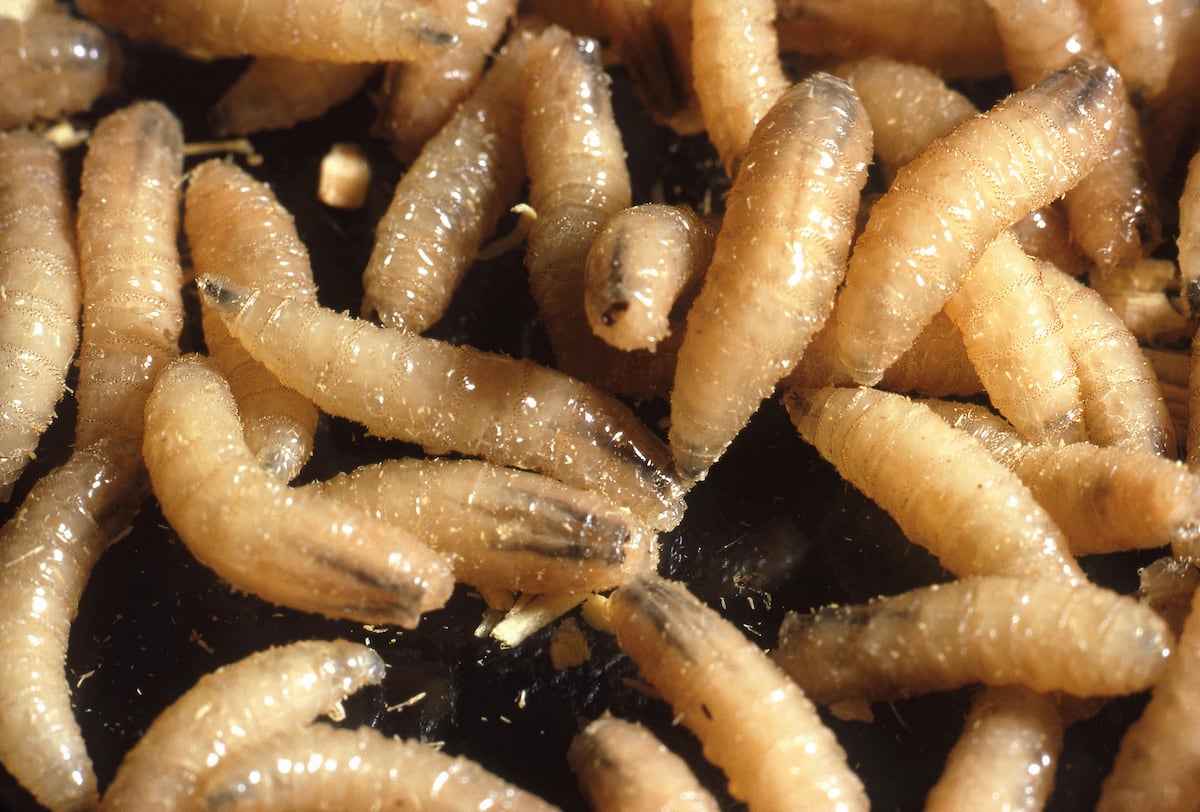 Larvas de Cochliomyia hominivorax, uma mosca que se alimenta de tecido vivo em feridas e pode ser mortal. (Foto: Science History Images / Alamy Stock Photo)