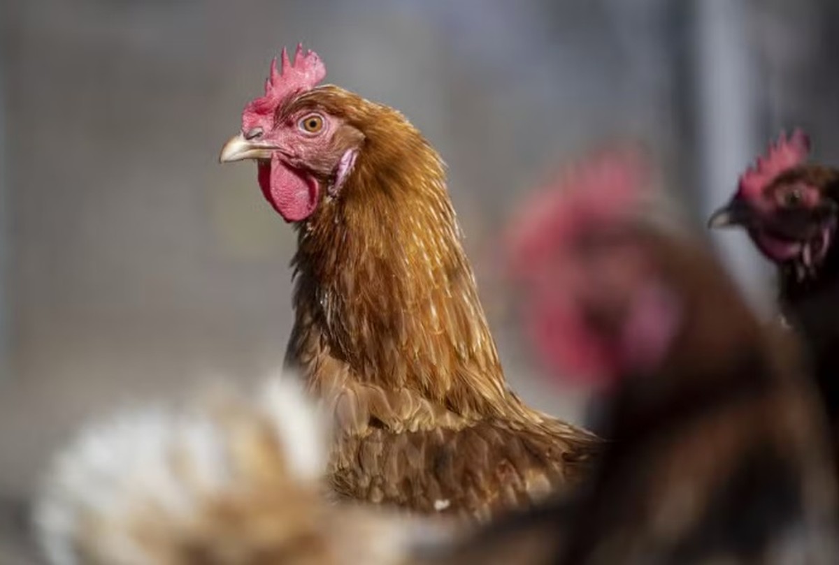 Brasil anuncia oficialmente que está livre da gripe aviária para parceiros internacionais