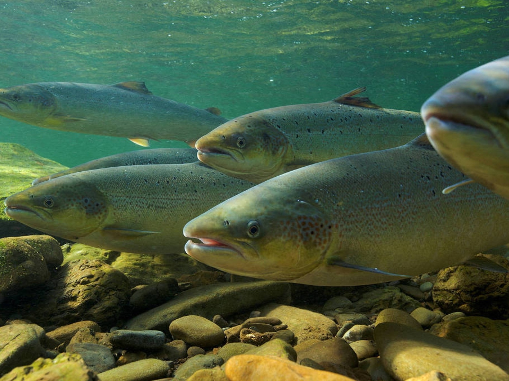 Salmões-do-Atlântico (Salmo salar) nadam rio acima para migração reprodutiva em Quebec, no Canadá (Foto: Michel Roggo/via Reuters)
