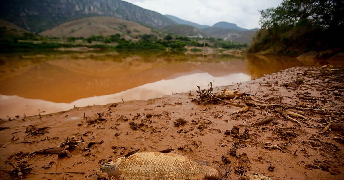 Peixes mortos às margens do Rio Doce, após o estouro da Barragem do Fundão, em Mariana. (Foto: Gabriela Biló/Estadão)