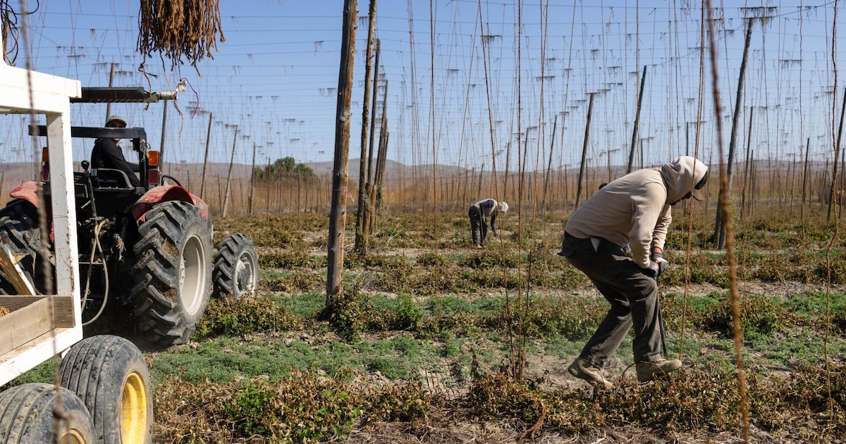 A Archer-Daniels-Midland (ADM) e a Bunge Global registraram, juntas, uma queda de aproximadamente US$ 750 milhões em seus lucros operacionais no primeiro trimestre. (Foto: Emree Weaver)