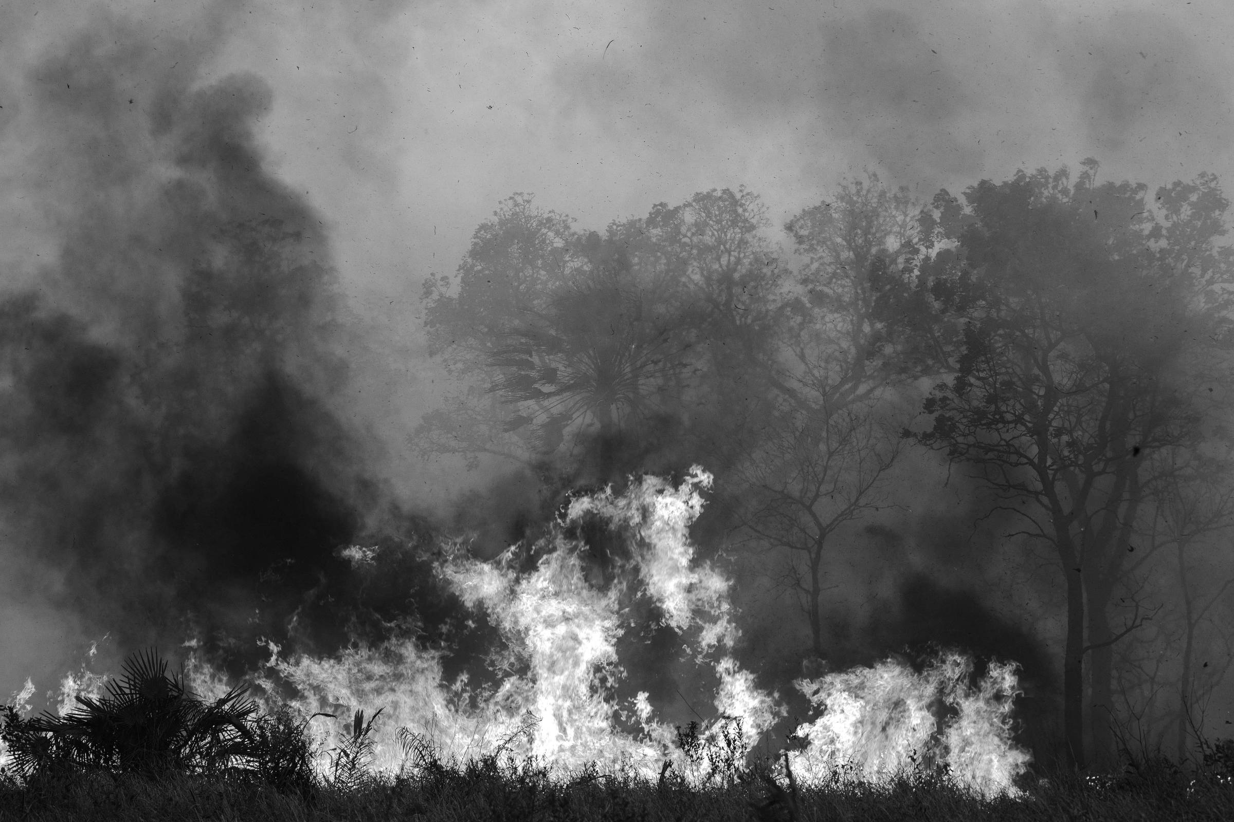 Florestas queimam em diversas regiões, causando devastação ambiental e social
