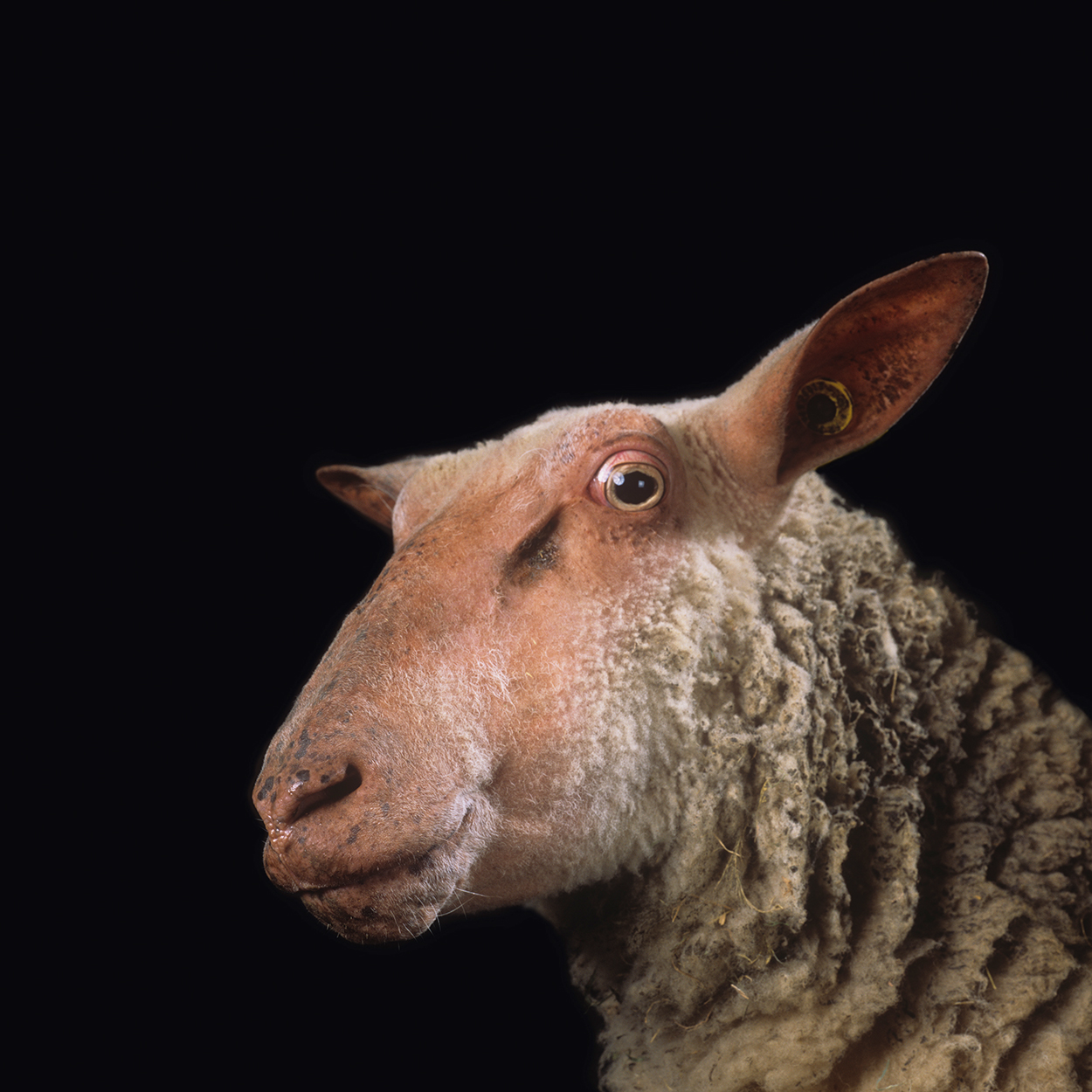 Revolução alimentar ganha destaque em exposição de Atenas sobre sustentabilidade