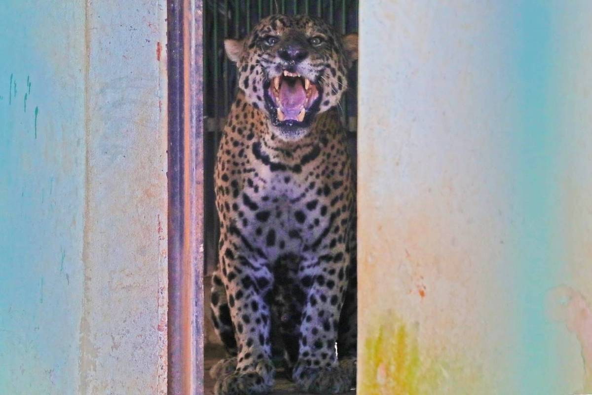 Onça-pintada se recupera no Centro de Reabilitação de Animais Silvestres em Campo Grande (Foto: Saul Schramm/Governo do Mato Grosso do Sul)